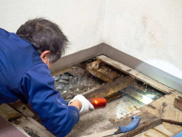 Best Affordable Mold Removal  in Broussard, LA