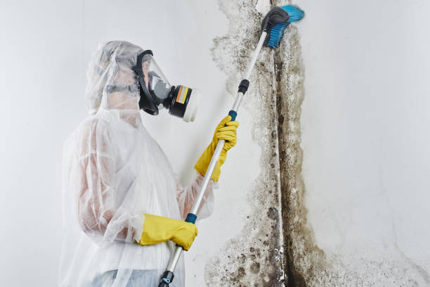 Best Best Mold Removal Companies  in Broussard, LA