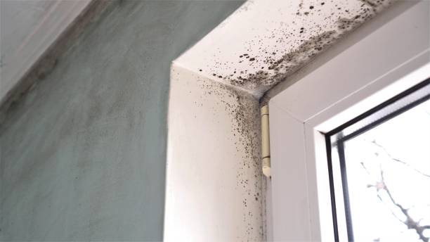 Best Emergency Mold Removal  in Broussard, LA
