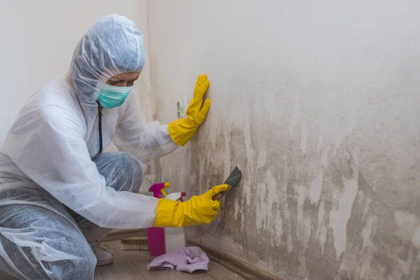 Best Professional Mold Removal  in Broussard, LA