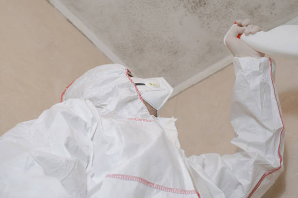 Professional Mold Removal in Broussard, LA