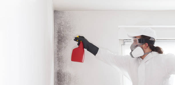 Best Affordable Mold Removal  in Broussard, LA