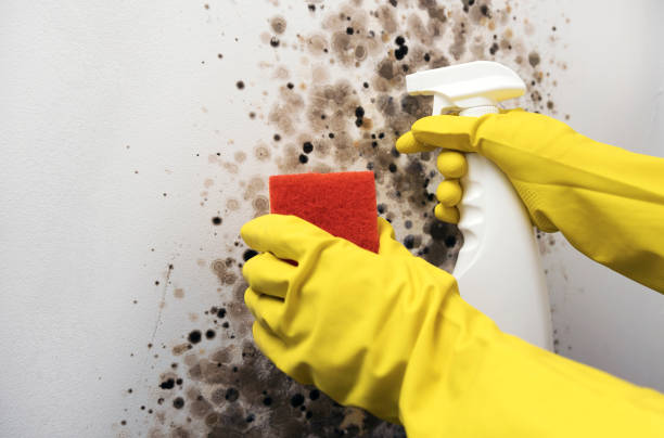 Best Mold Removal Specialists  in Broussard, LA