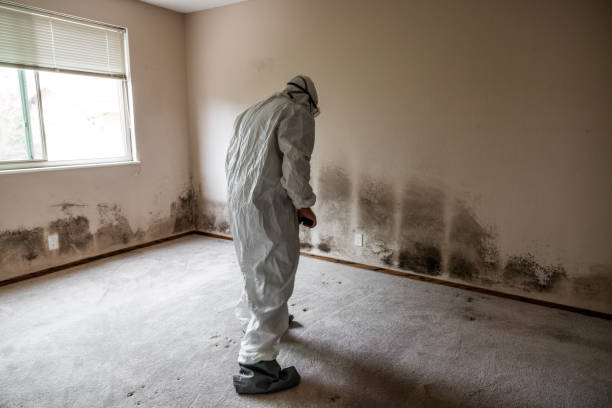 Best Residential Mold Removal  in Broussard, LA
