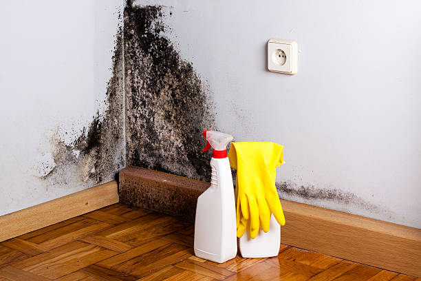 Home Mold Removal in Broussard, LA