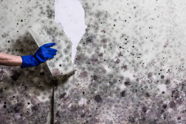 Best Same-Day Mold Removal  in Broussard, LA