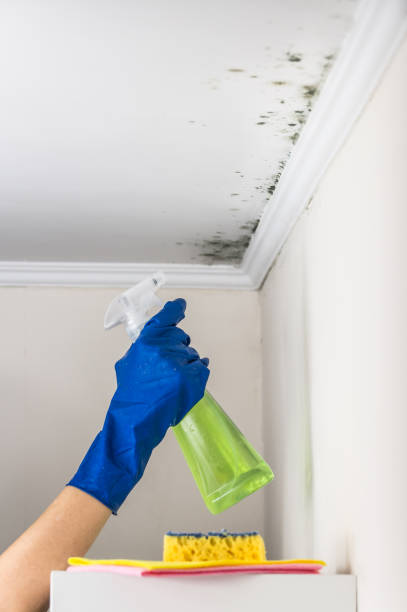 Best Crawl Space Mold Removal  in Broussard, LA
