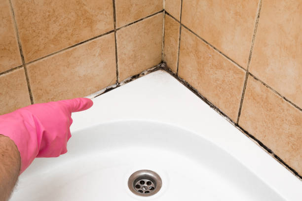 Best Black Mold Removal  in Broussard, LA